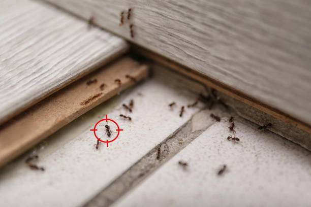 Best Pest Prevention Services  in Jefferson, WI