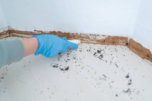 Best Cockroach Control Services  in Jefferson, WI